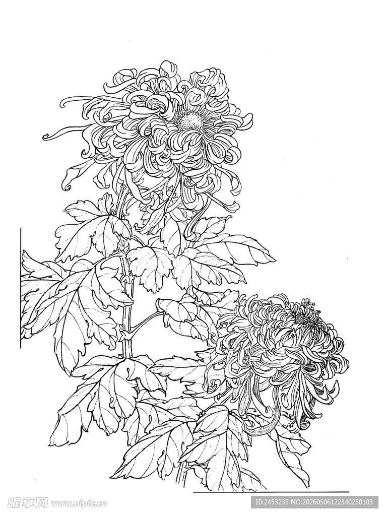 菊花线稿图