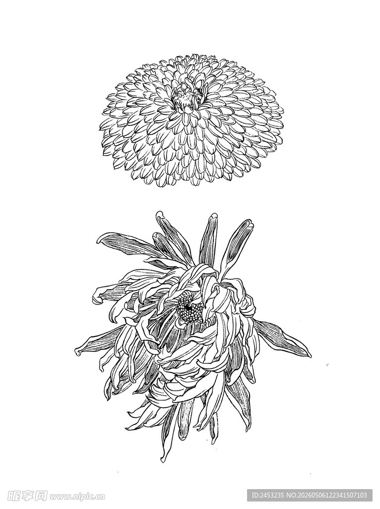 手绘花卉植物图案