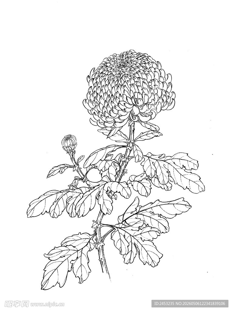手绘菊花植物图