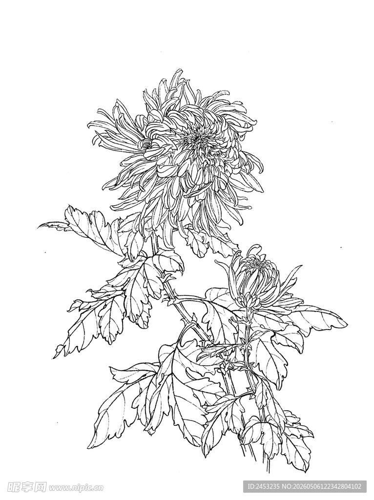 手绘菊花线稿图