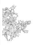 花卉线描图案