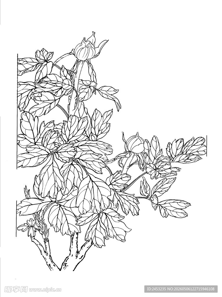 花卉线描图案