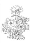 黑白花卉线稿图