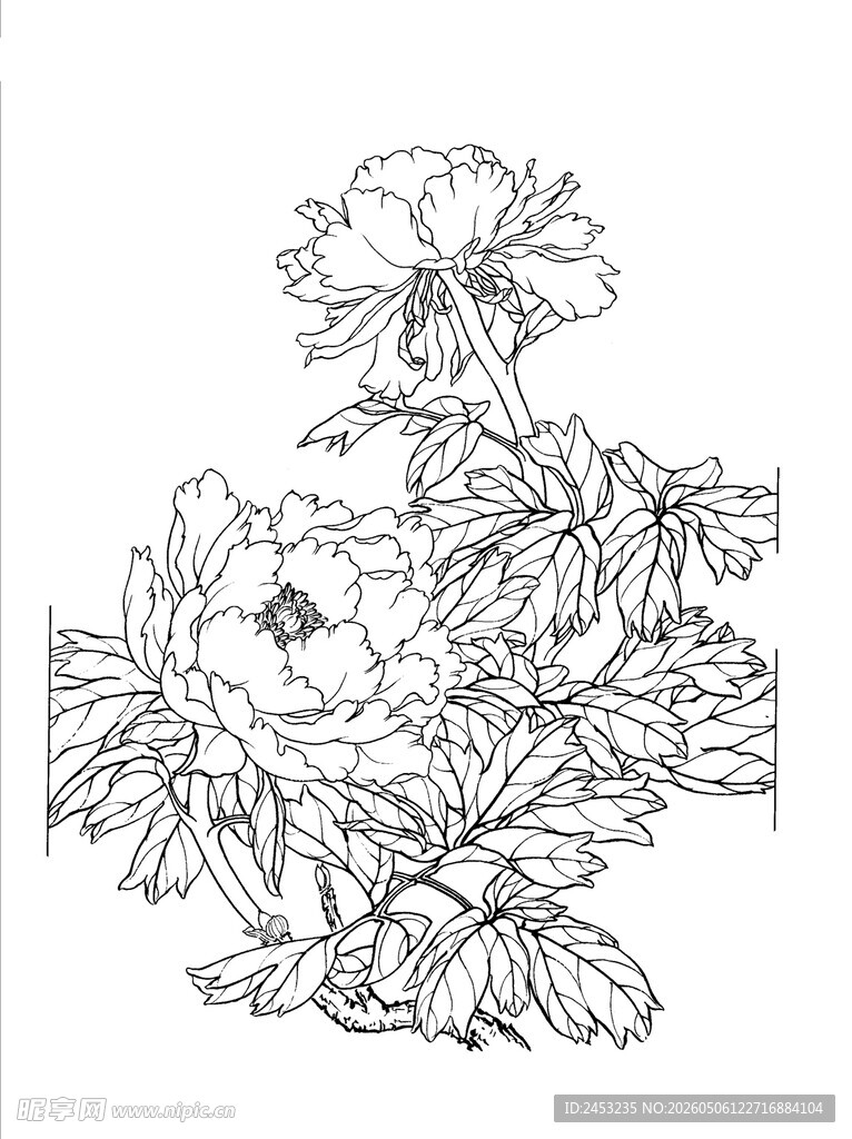 黑白花卉线稿图