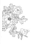 花卉线描图案