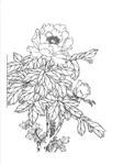 白描牡丹花卉图