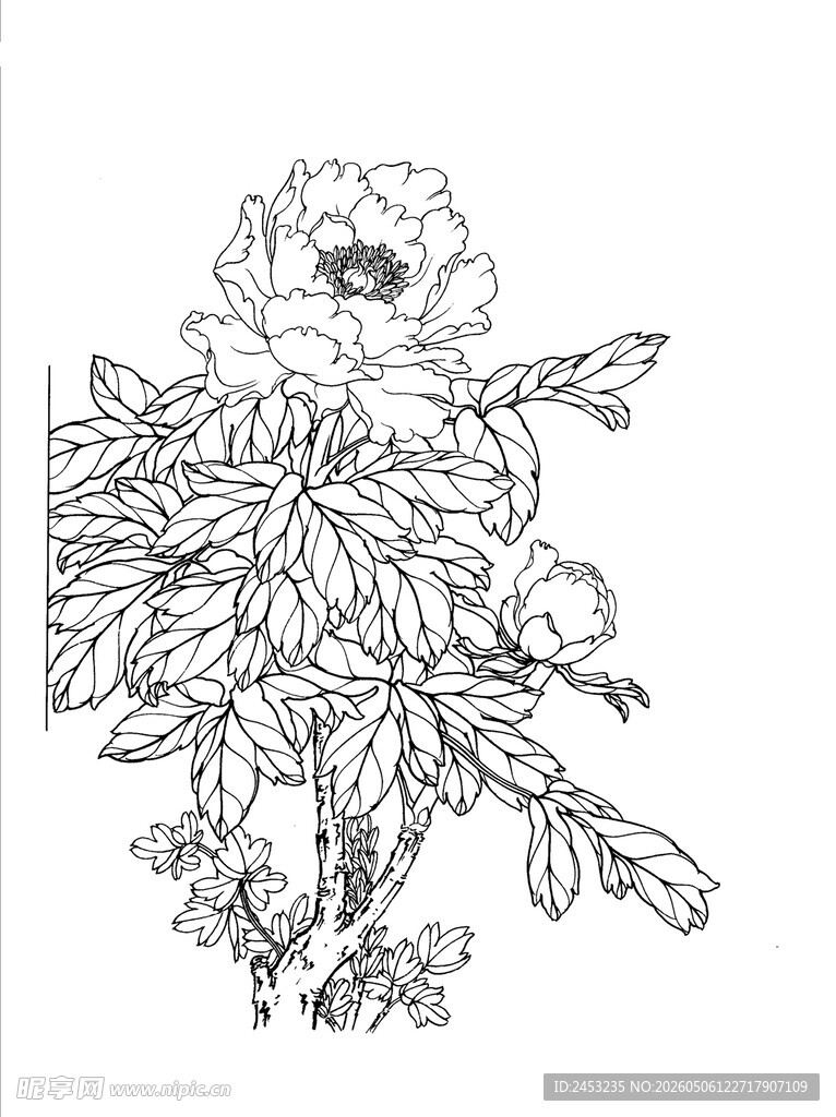 白描牡丹花卉图