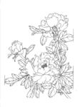 白描牡丹花卉线稿图