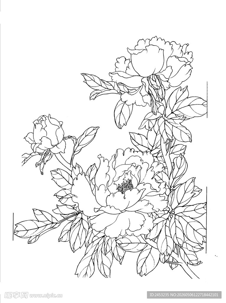 白描牡丹花卉线稿图