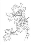 白描花卉 绽放的娇艳花朵