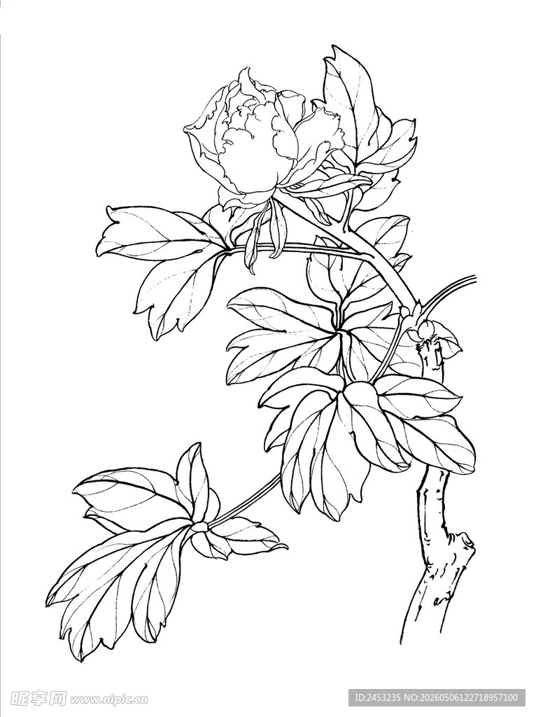 白描花卉 绽放的娇艳花朵