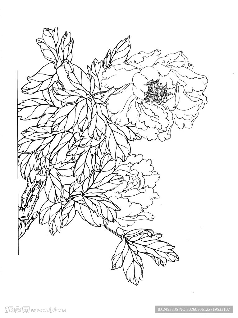 黑白花卉线稿图案