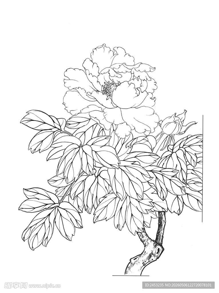 白描牡丹花植物轮廓图