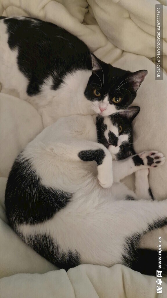 三只猫咪依偎在一起