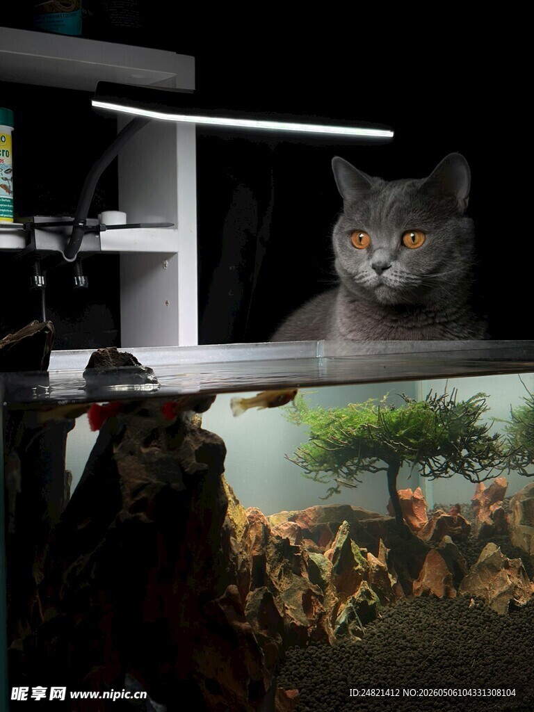猫咪躲在架子上好奇张望