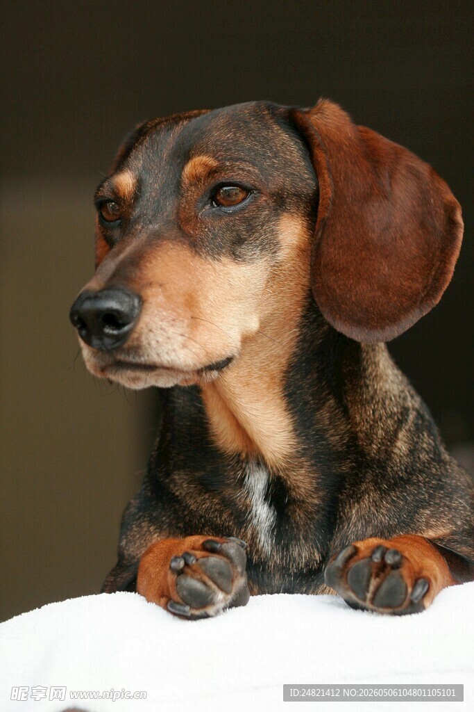 可爱腊肠犬趴卧姿态