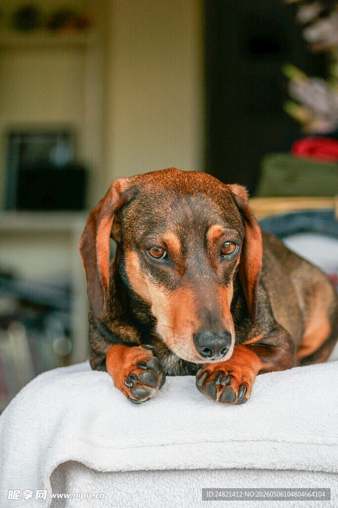 趴着的腊肠犬