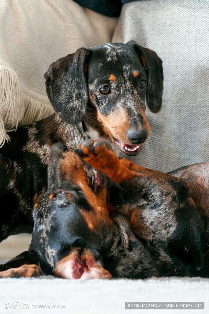 可爱腊肠犬慵懒躺沙发