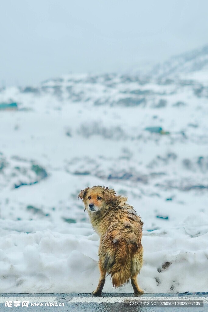 雪地中站立的毛发蓬松小狗