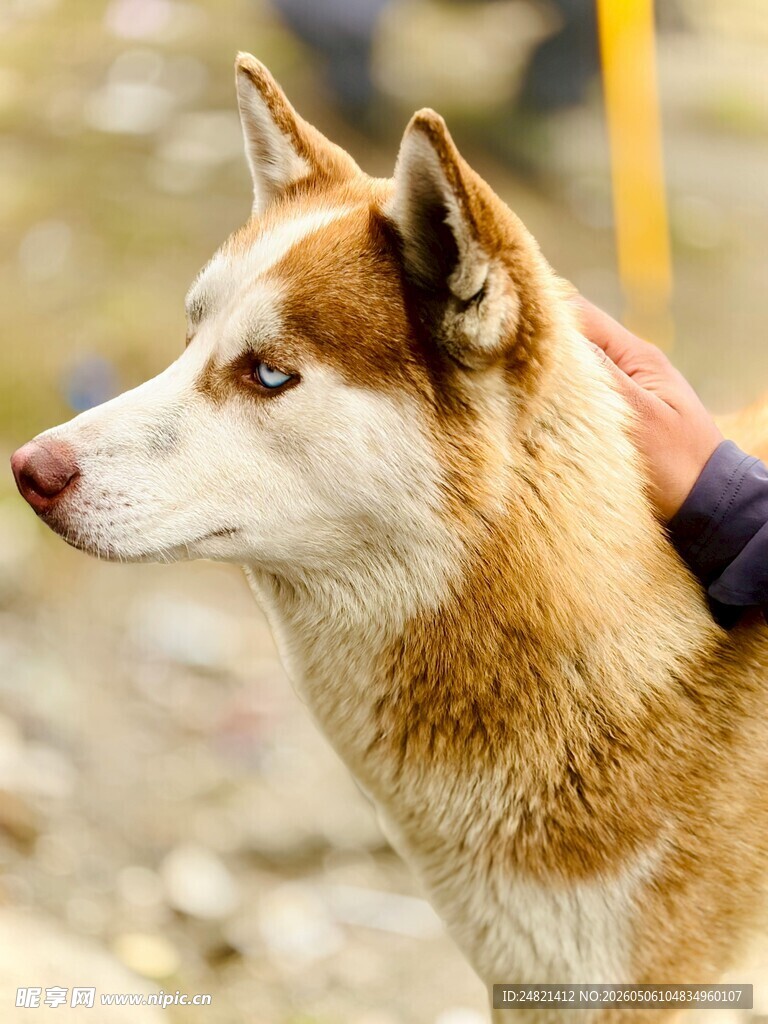 棕白哈士奇侧颜特写