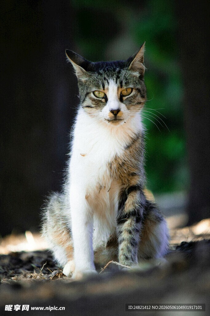 林间可爱猫咪