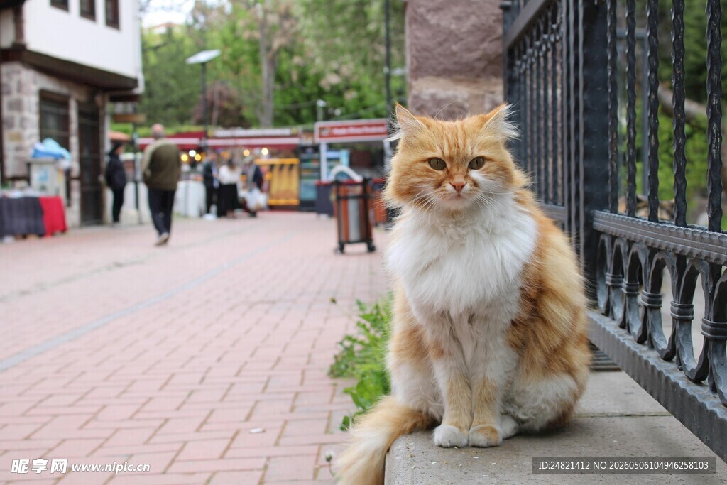 街头萌猫惬意休憩
