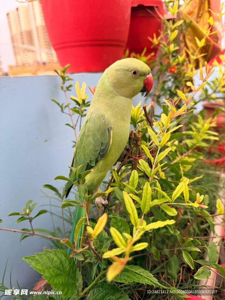 绿鹦鹉立于绿植间
