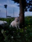 树下的猫咪