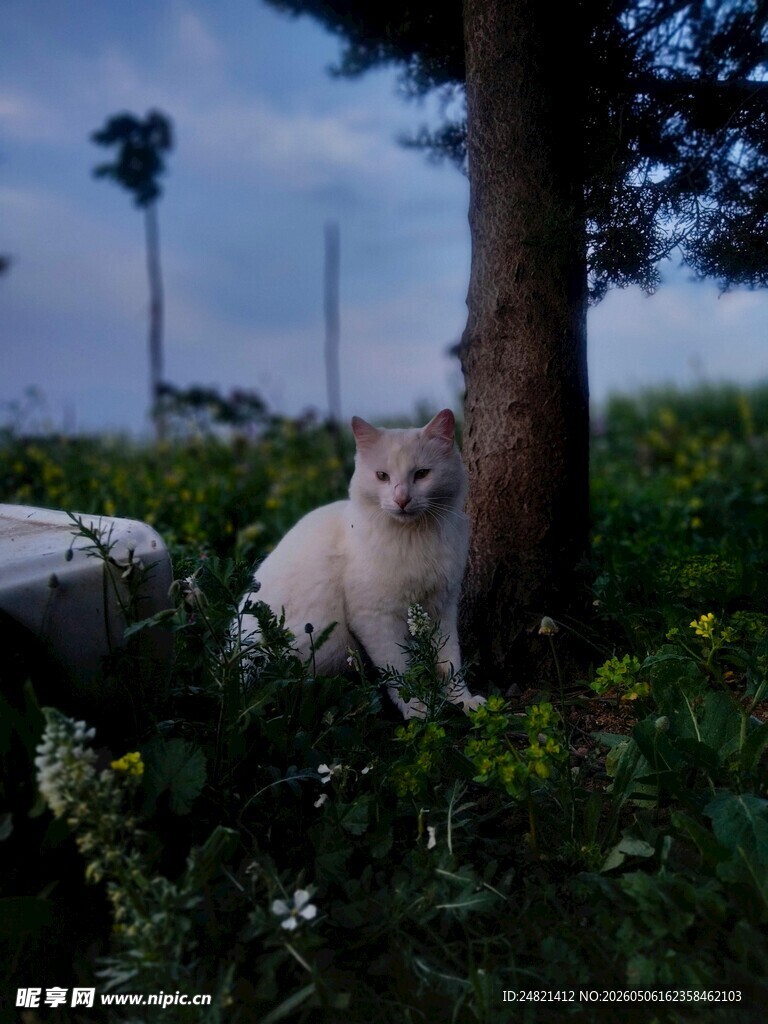 树下的猫咪