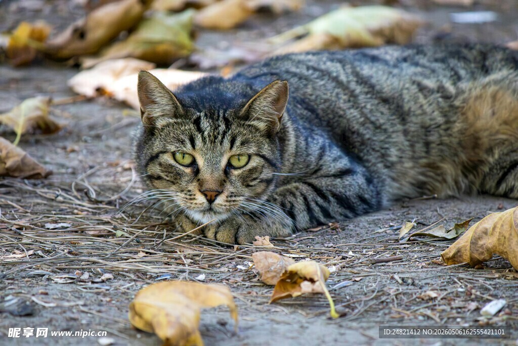 趴在落叶中的斑纹猫咪