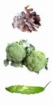 多样新鲜蔬菜组合