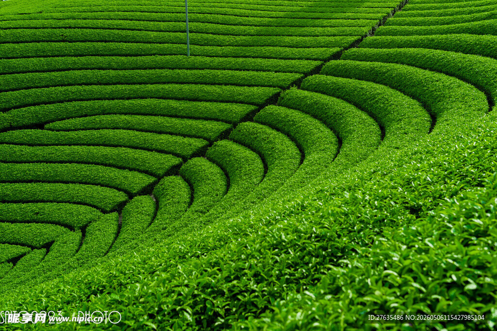 翠绿梯田茶园美景