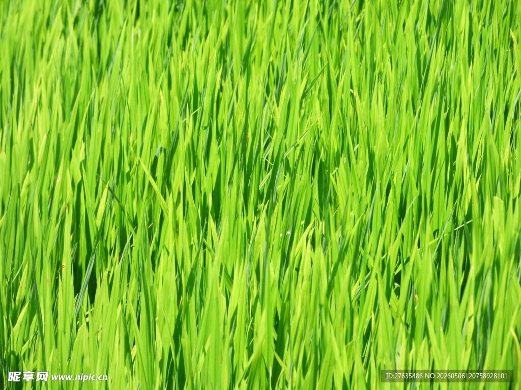 翠绿稻田风光