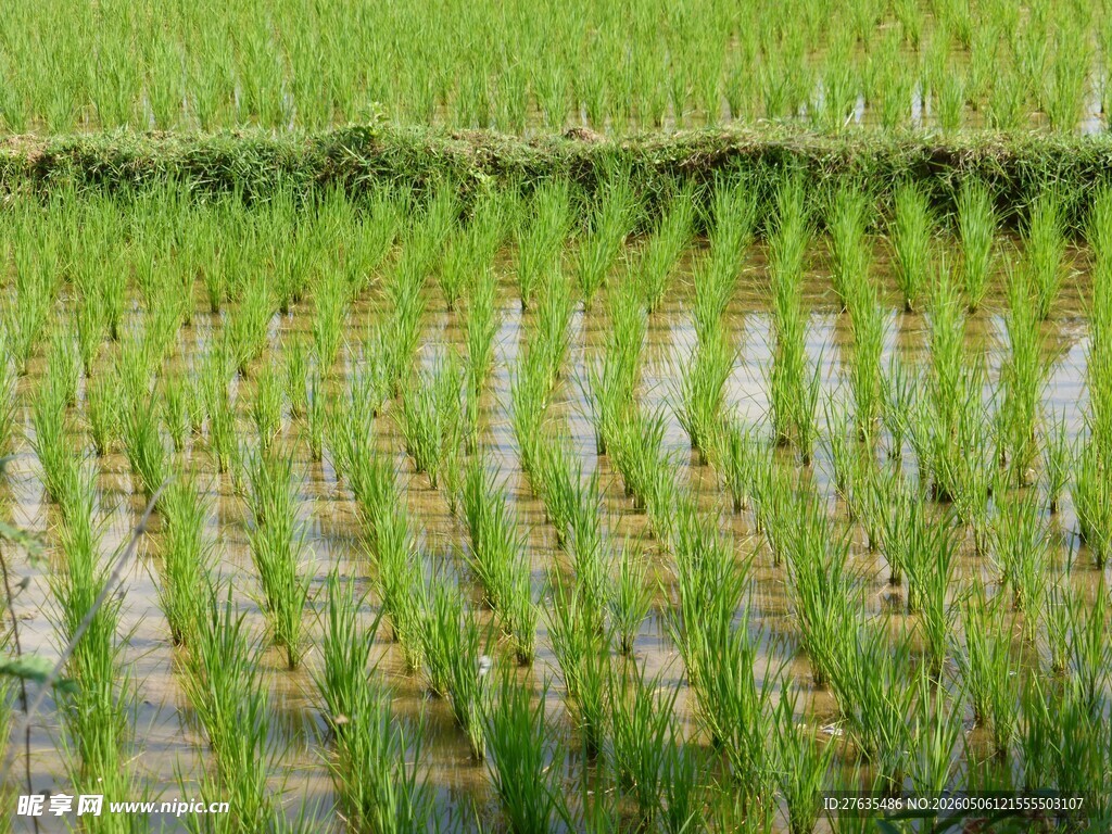 翠绿稻田