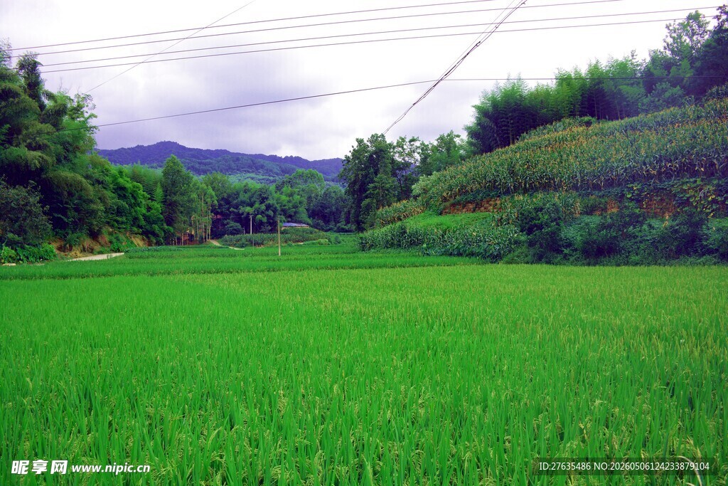 翠绿田野与远处山林美景