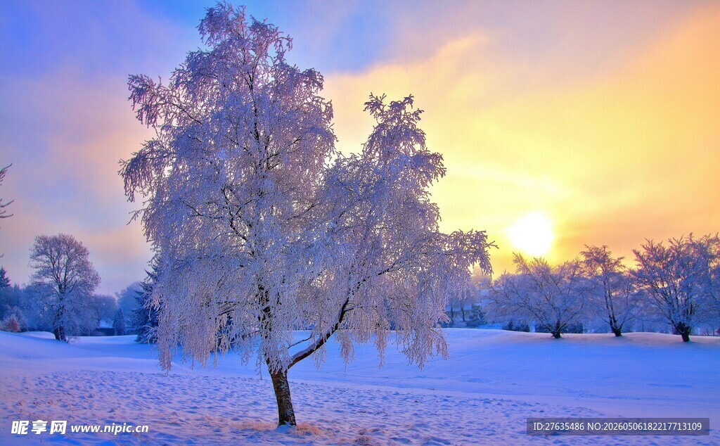 冬日雪景中的银树映夕阳