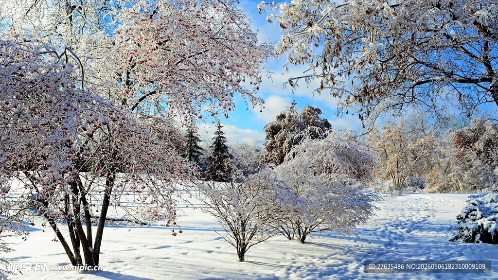 冬日雪景中的树木景观