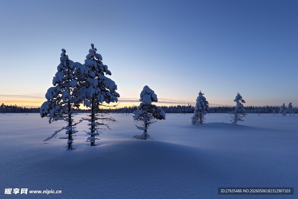 冬日雪林晨光美景