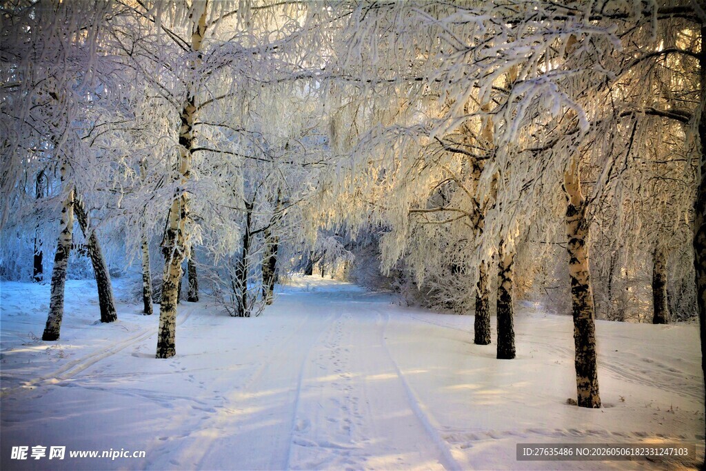 冬日雪覆树林美景