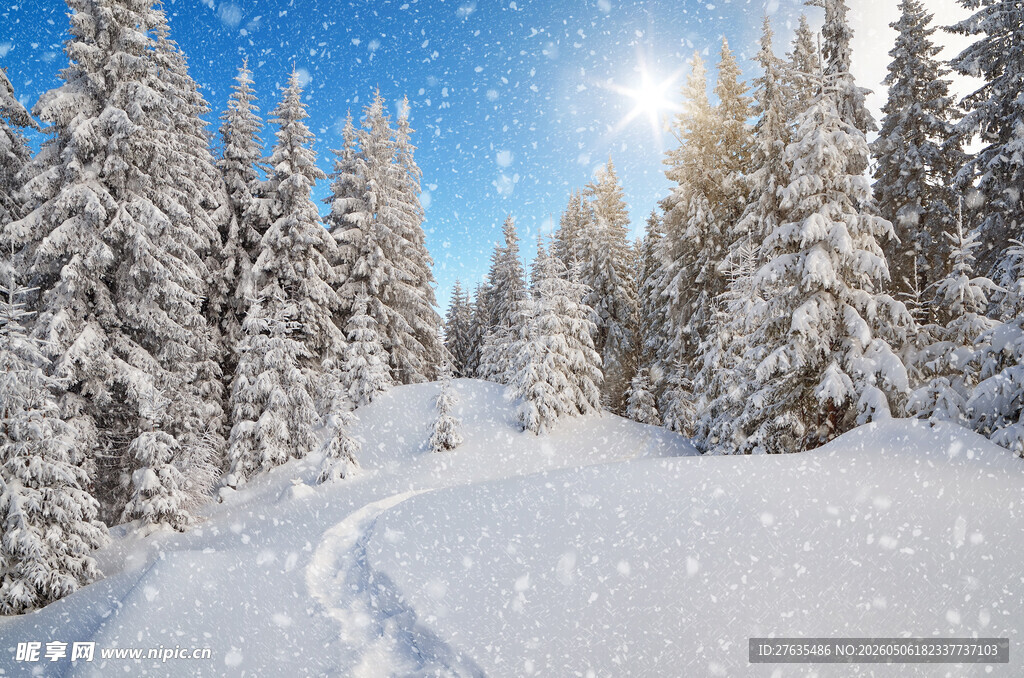 冬日雪林美景