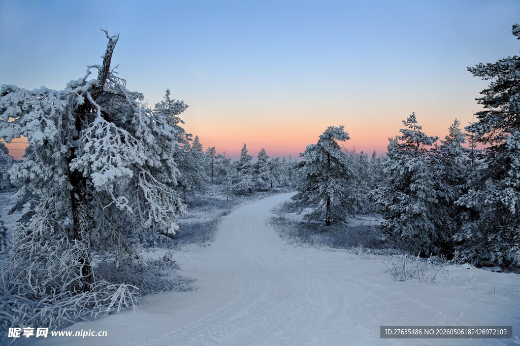 冬日雪林美景