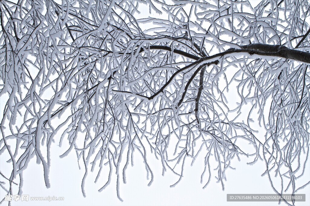 冬日银枝覆雪景观