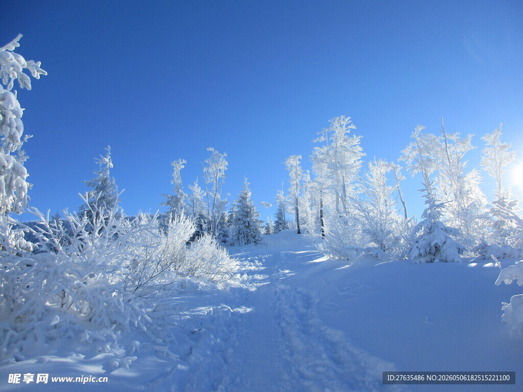 冬日雪林美景