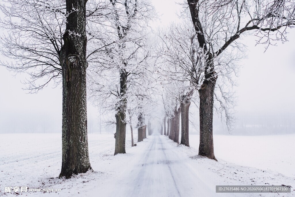 冬日雪中小路静谧美景