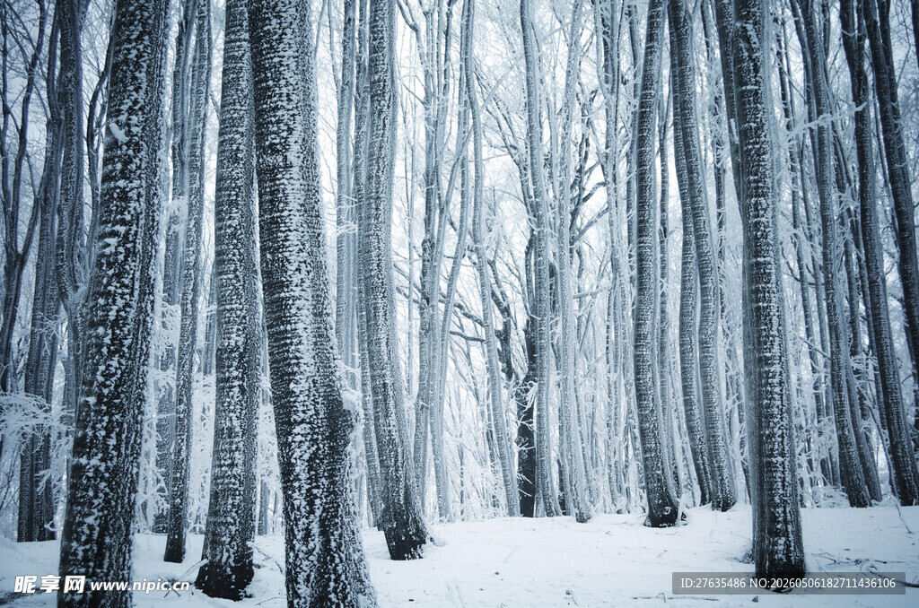 冬日雪覆树林静谧之景
