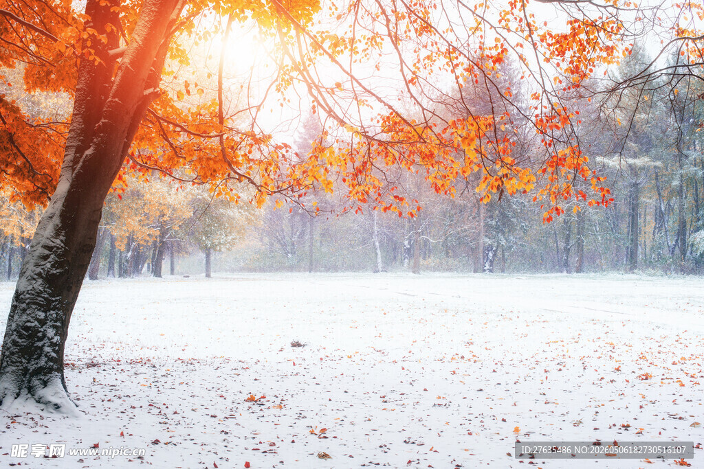 雪后秋林