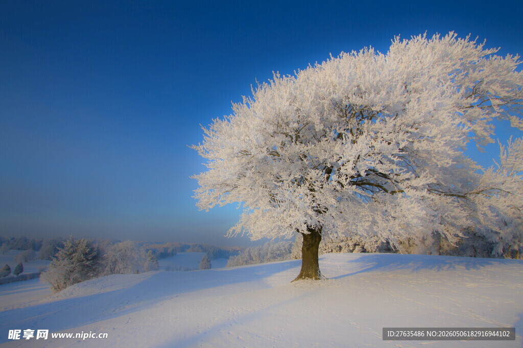 冬日雪覆孤树美景