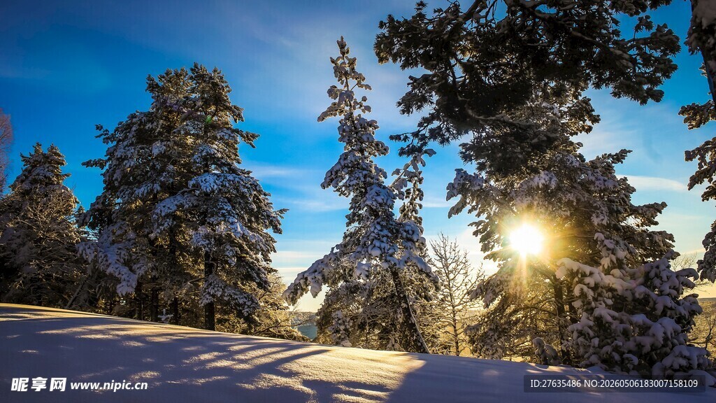 冬日雪林阳光美景