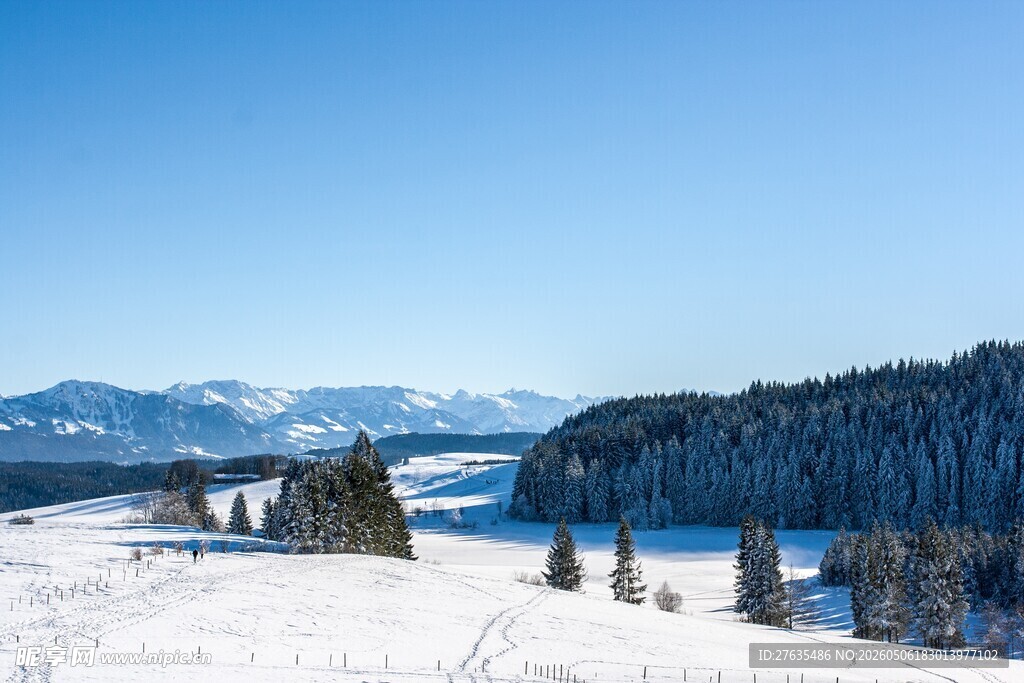 冬日雪山松林美景