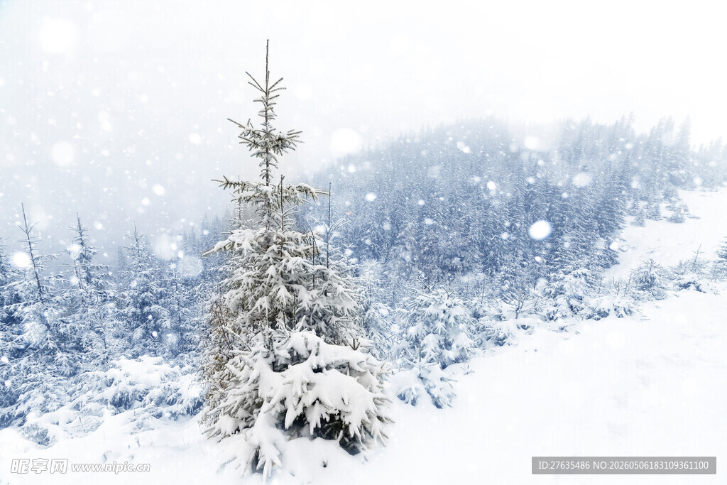 冬日雪景中的挺拔雪松